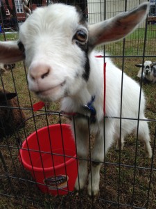 goat in your face2
