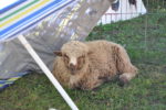 Sheepish Diva gets her own sun umbrella.